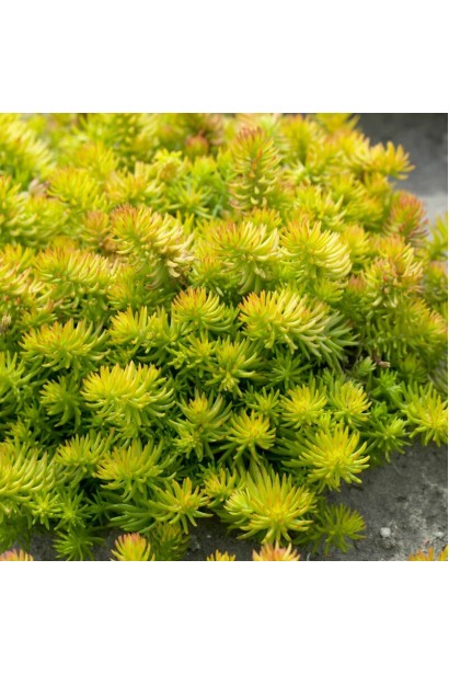 Очиток гірський Ангеліна